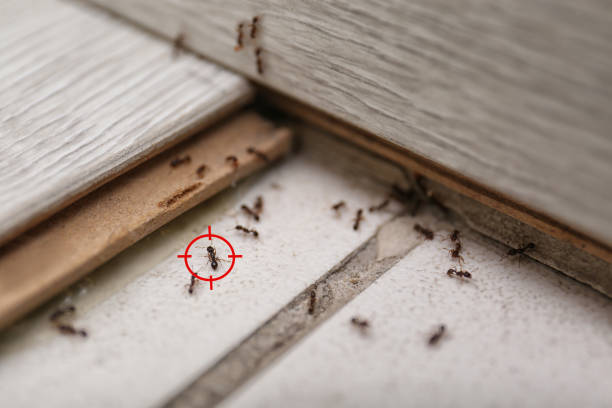 Best Pest Control Treatment  in Weston Lakes, TX