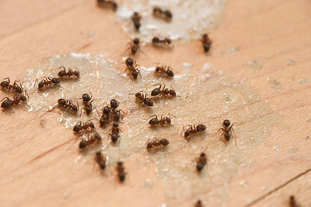 Weston Lakes, TX Pest Control Company