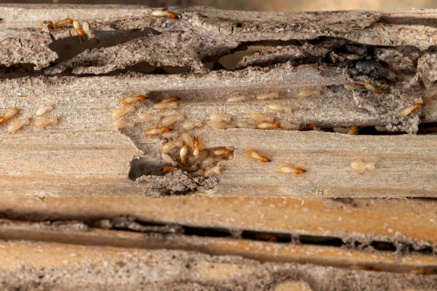 Best Best Pest Control Companies  in Weston Lakes, TX